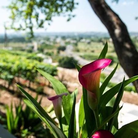 Belvedere لوكوروتوندو المظهر الخارجي الصورة